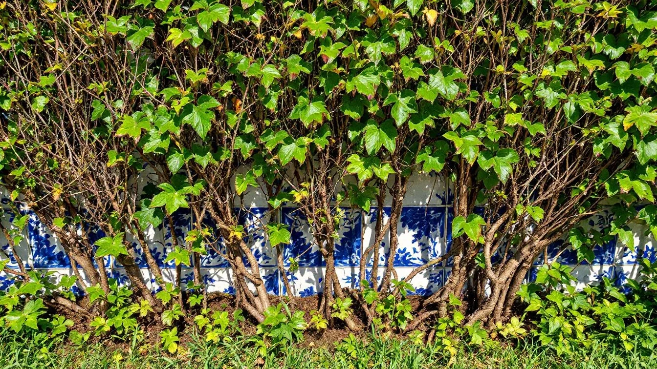 Porque a tua sebe no jardim pode desaparecer em 5 passos